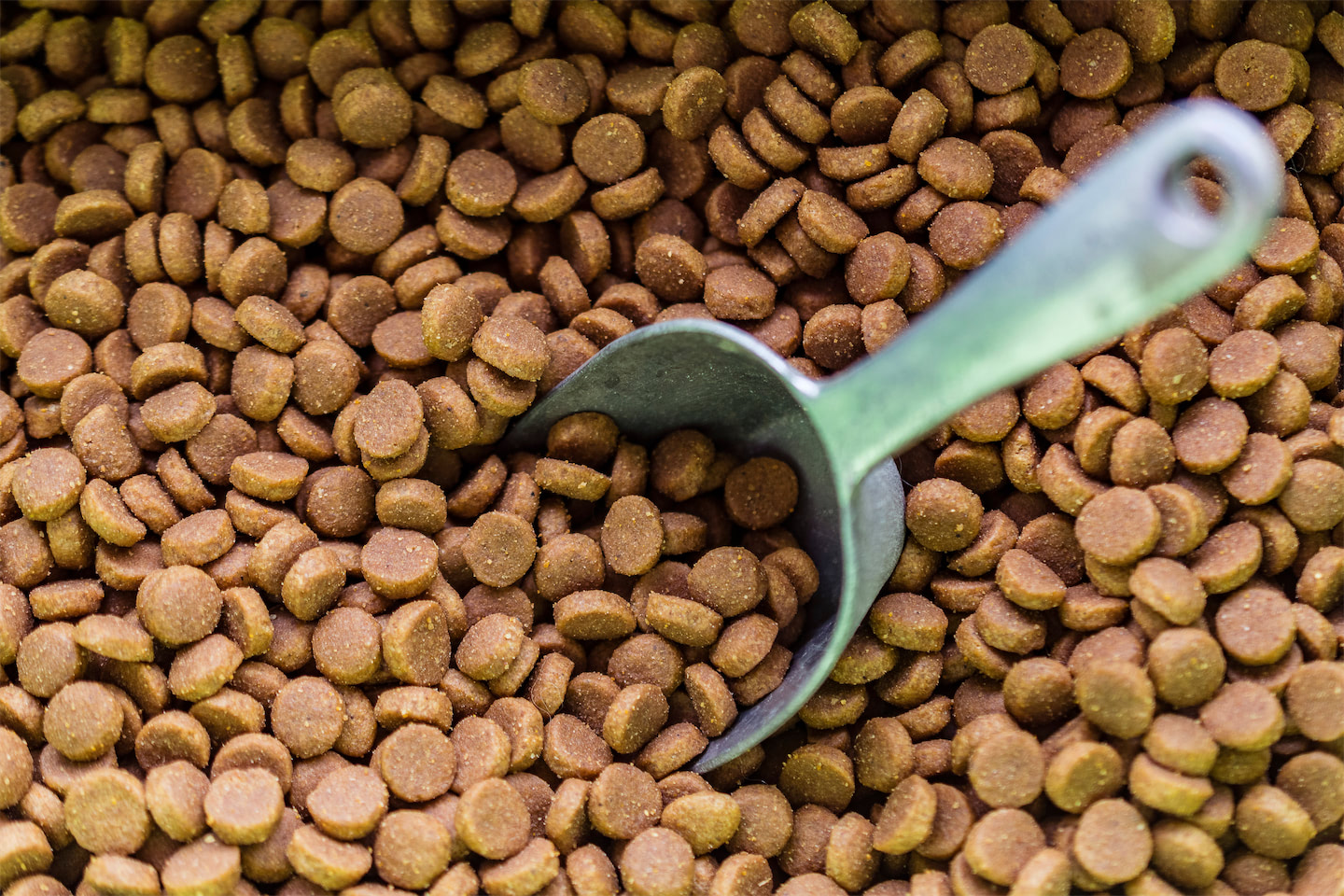 6 Steps to Implement IoT in Your Pet Food Facility